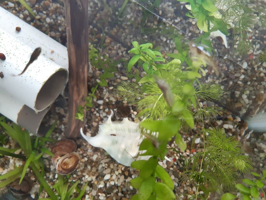 Прозрачные креветки