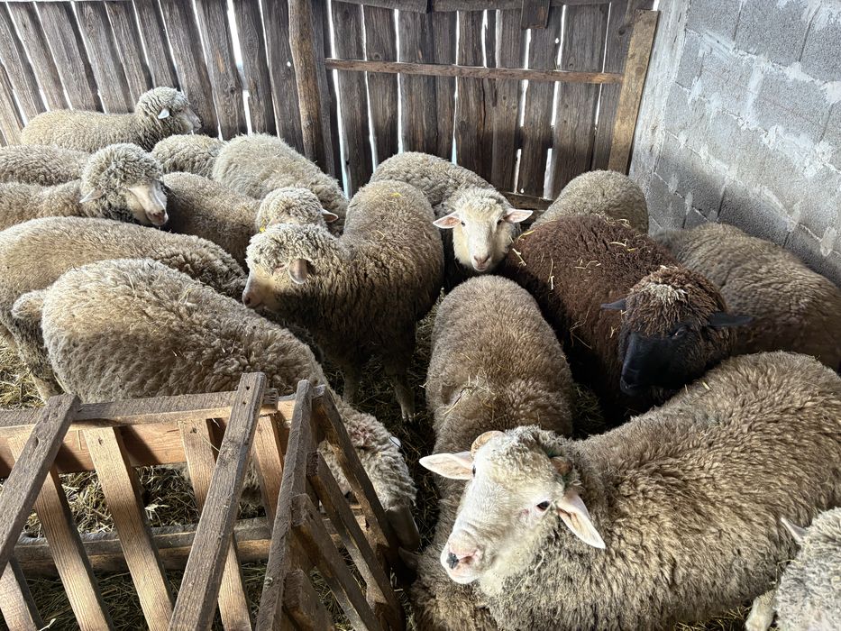 Vand berbecuti si mielute