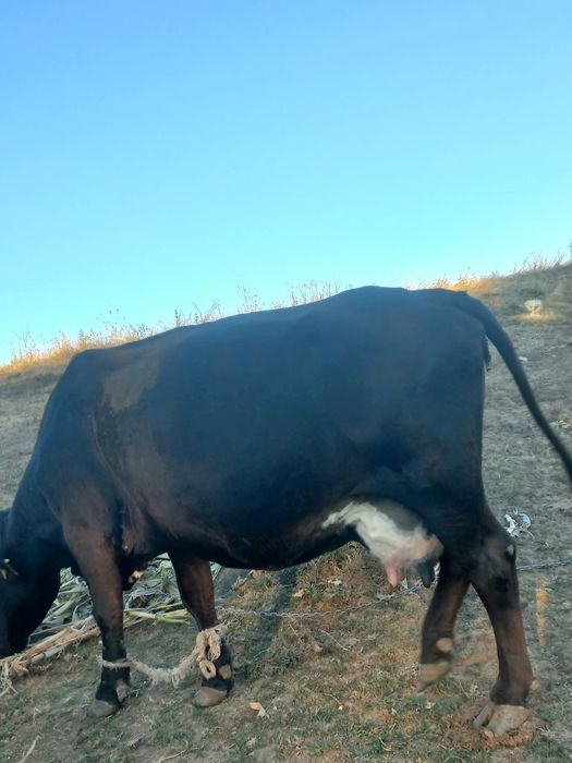 Vaca de vanzare.