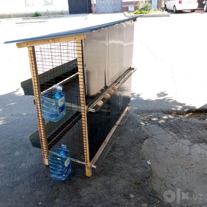Elitni uylaga Tovuq ini