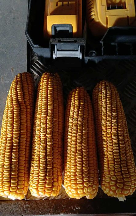 Porumb boabe producție 2025