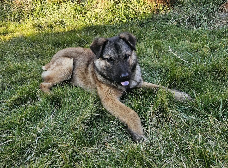 Това прекрасно момче търси дом. На около 6 мес. Намира се в София.