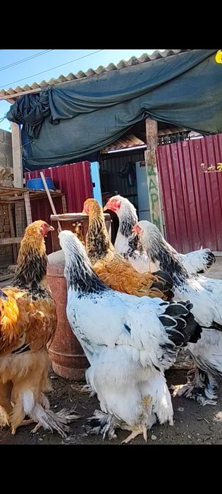 Брама 5айлық қораздары ғана сатылады