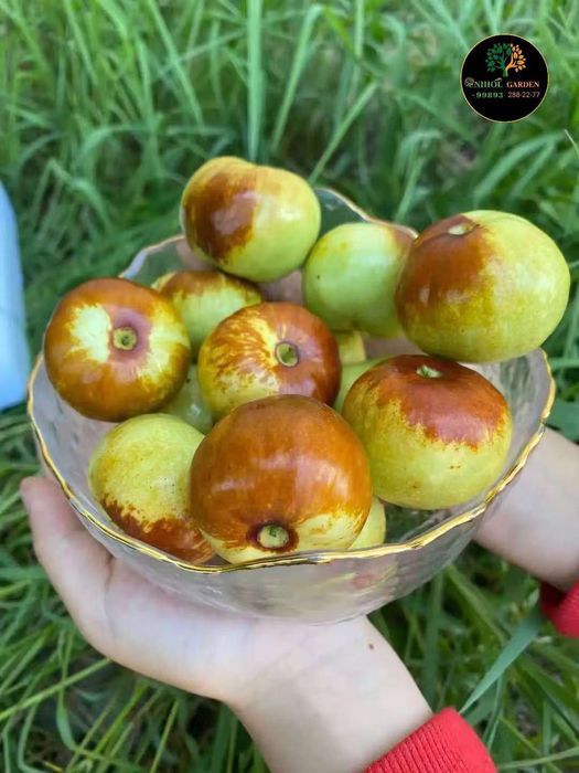 Зизифус жийда привитий