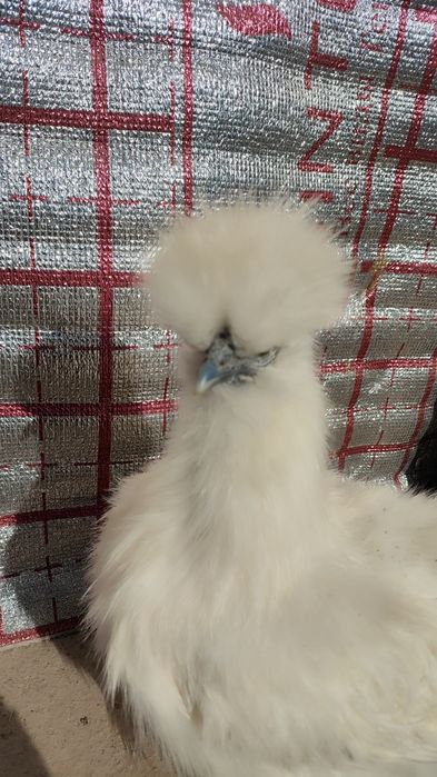 Tuxum oq sholklar bostirishga