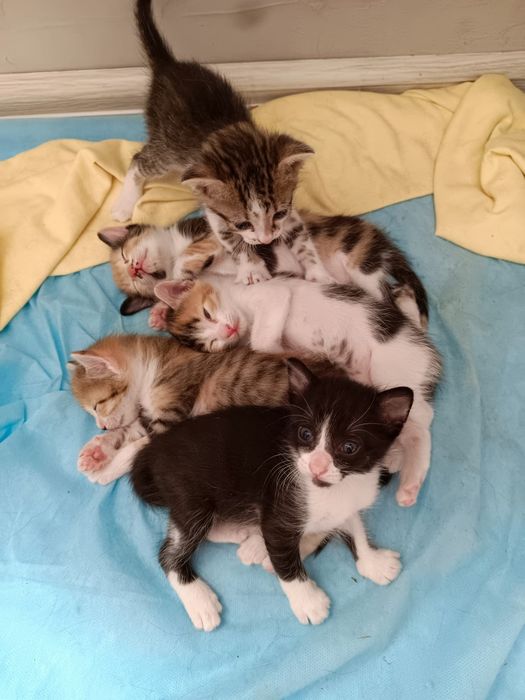 Котята с кошкой.
