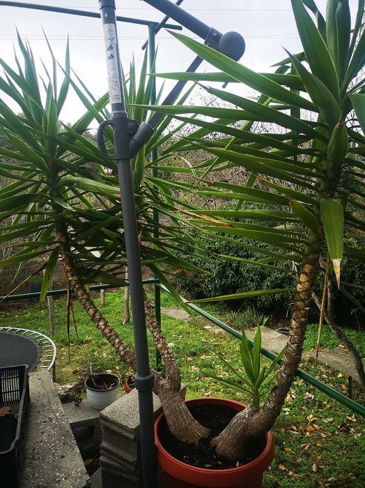 Палма за голям двор или заведение