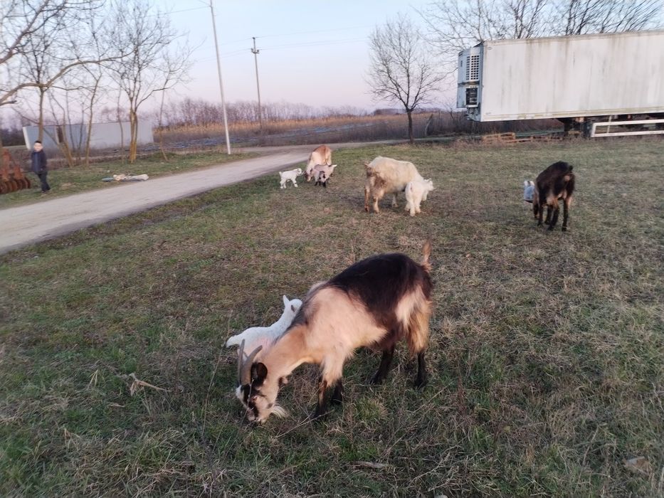 4.capre si iezi sau fara iezi.sau 7