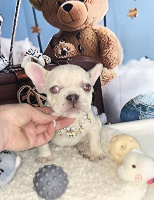 Френски булдог крем платина женско