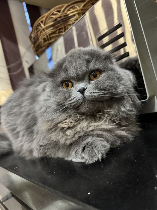 Продаётся сладкая кошечка