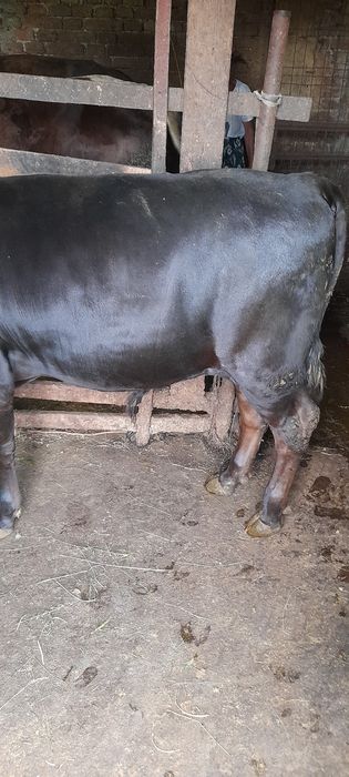 Vând vițel de 7 luni