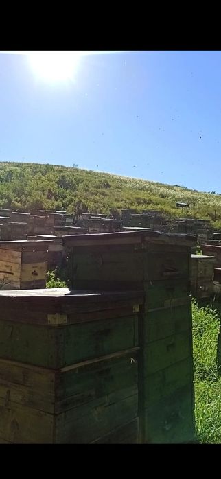 Продам мёд разнотравье