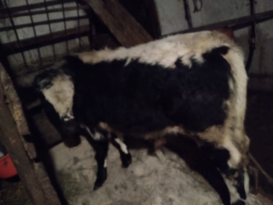 Vând tauras de 7 luni