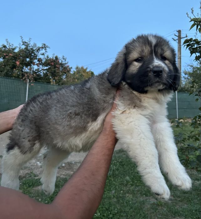 Ciobanesc romanesc de Bucovina