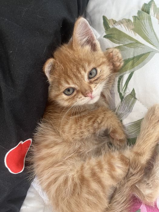 Котенок симба продам