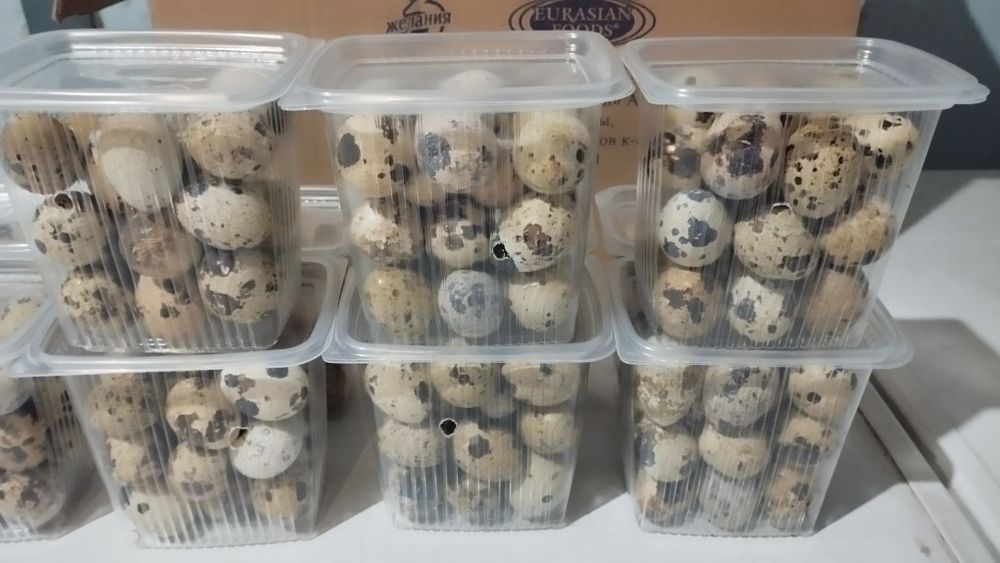 Яйцо перепелиное