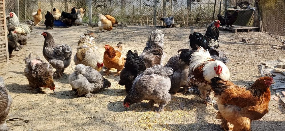 Oua brahma pentru incubat