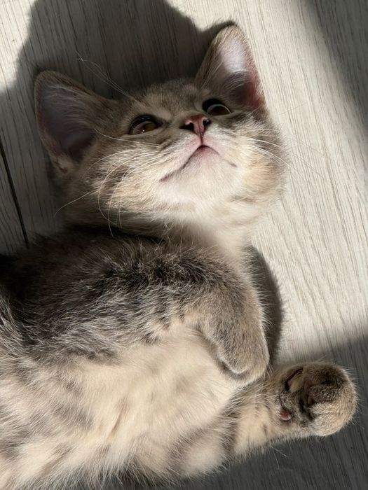 Котята отдам бесплатно