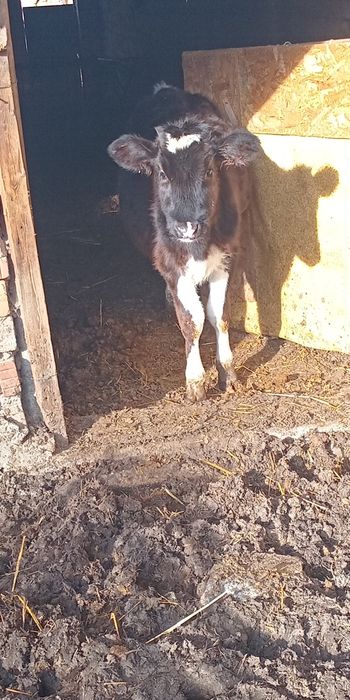 Продавам теле и 6 кози и 2 пръча