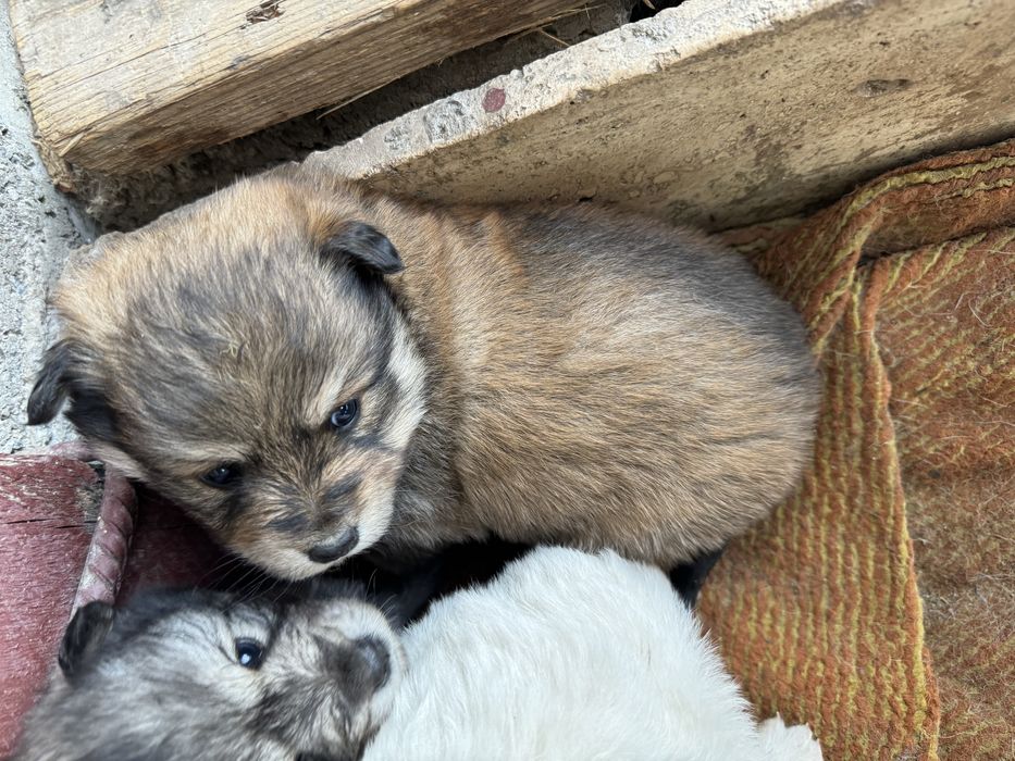 Срочно отдам Щенков