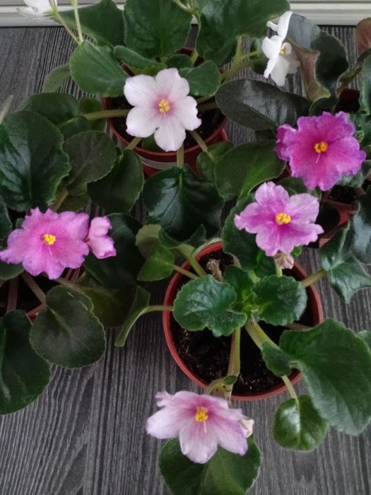 Комнатные растения