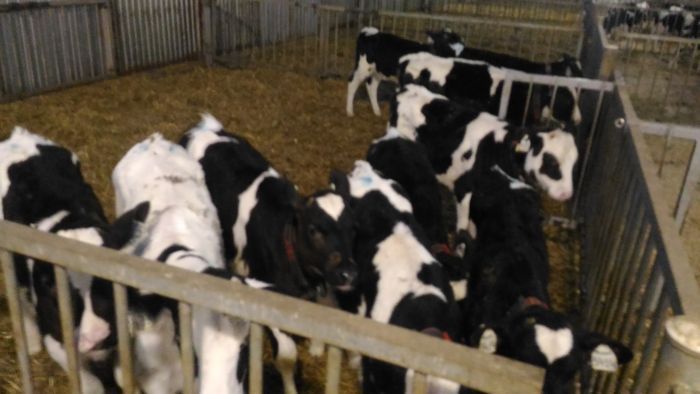 Продам бычков галштинов