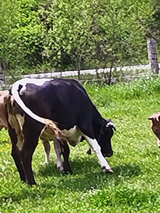 Vacă de vanzare