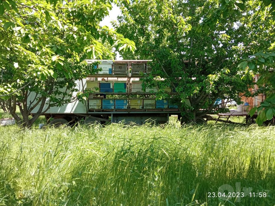 Мёд со своей пасеки