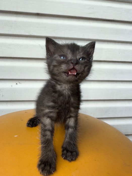 нереальные котята спасенные