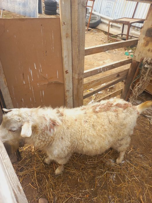 теке бір жарымда