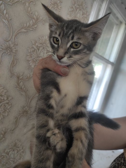 Отдам даром в добрые руки