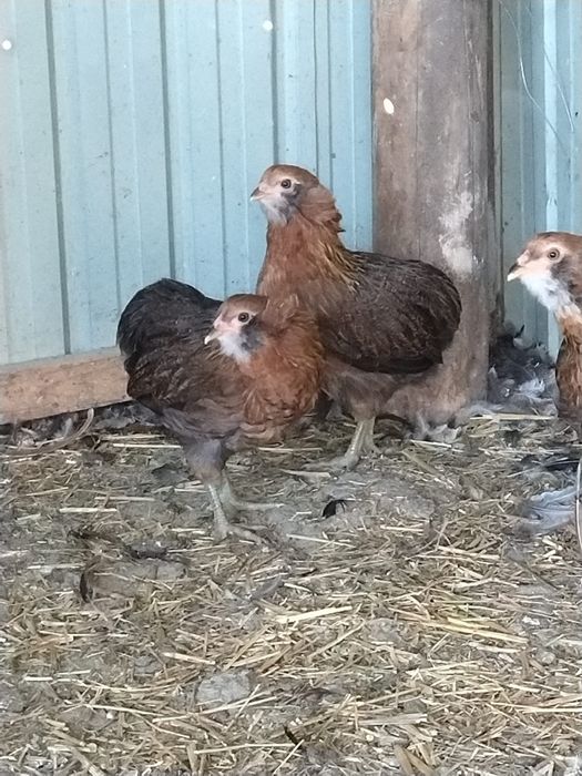 Vând găini araucana