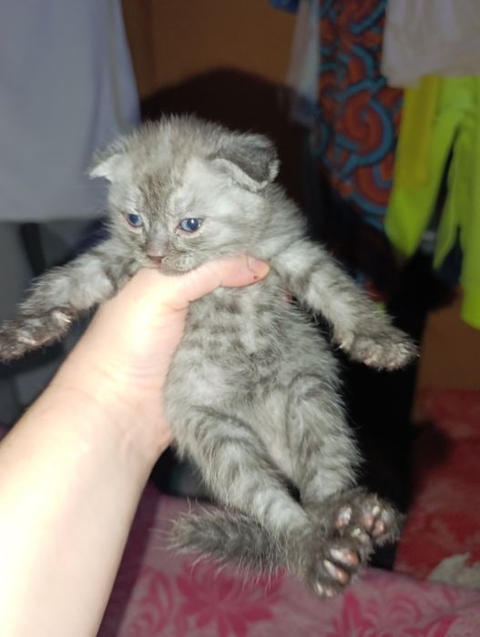 Продам шотландские вислоушки