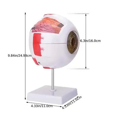 Макет человеческого глаза 21×14см - анатомический учебный инструмент/