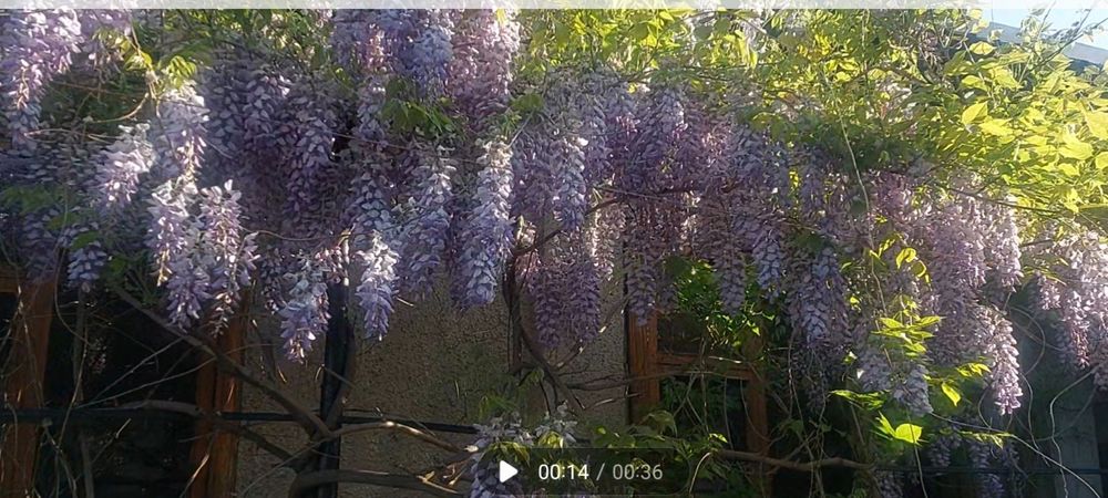 Глициния саженцы