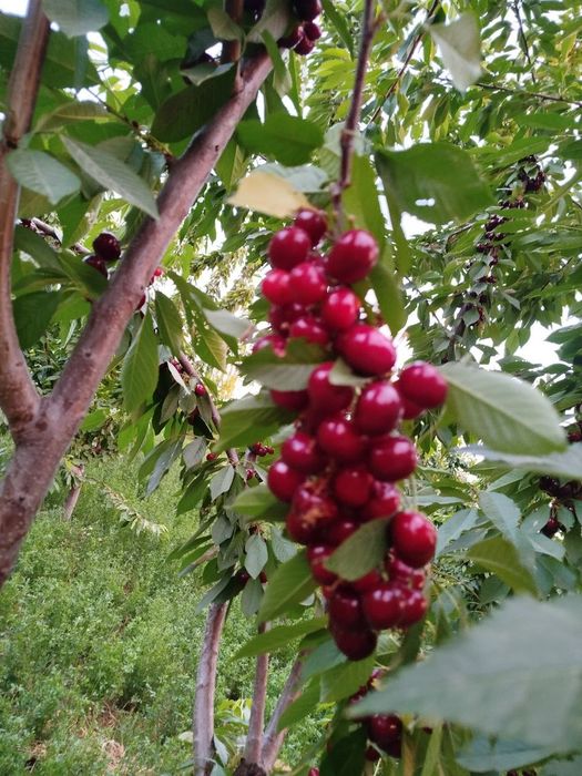 Ishonchli mevali ko'chatlar yetishtramiz