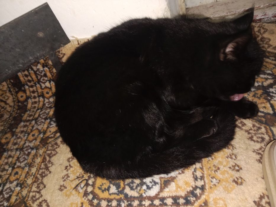 Mushuk Кошки Cat