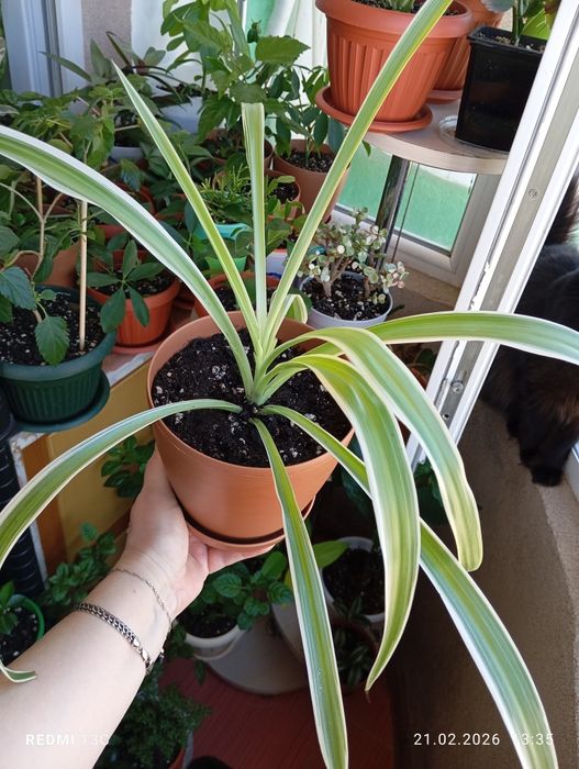 Продам цветы комнатные