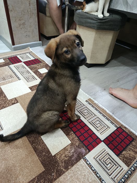 Собака щенок  девочка