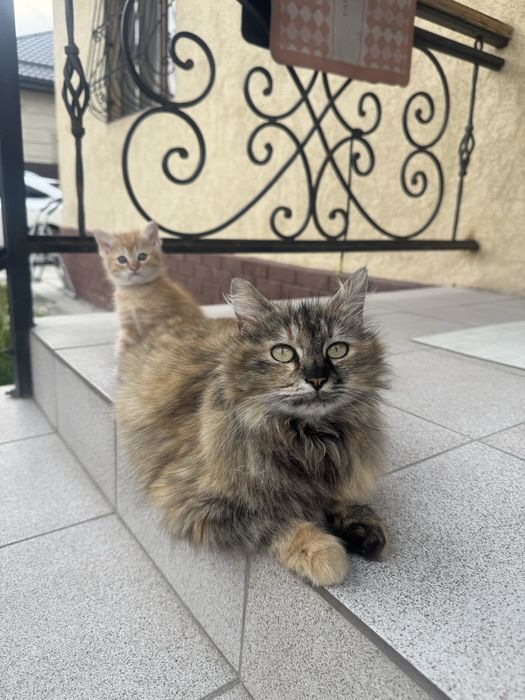 Сибирская Кошка с котенком