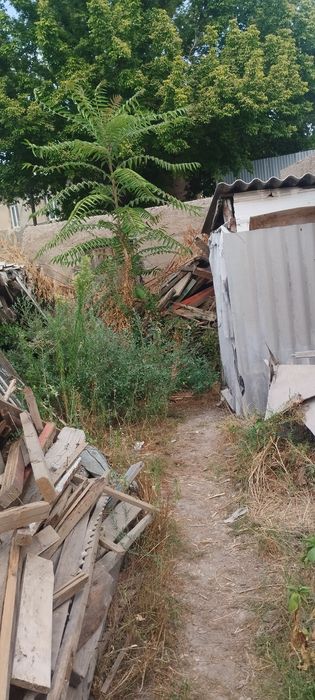 Продам дрова для бани печи самовывоз