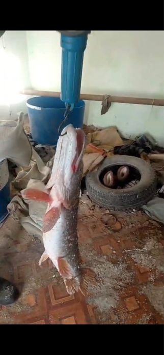 Свежая рыба.   .