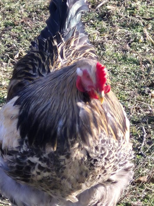 Vând oua Brahma diverse culori