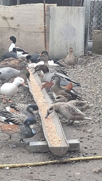pui rată mandarin