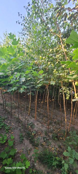 Берёза кучатлари сотилади