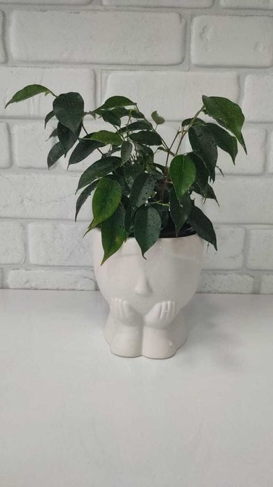 Фикус Бенджамина