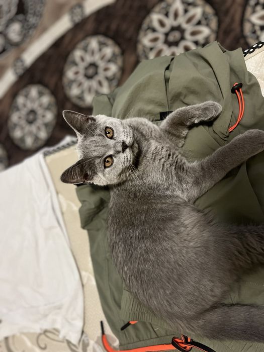 БРИТАНСКИЙ 5 ойлик угил сотилади