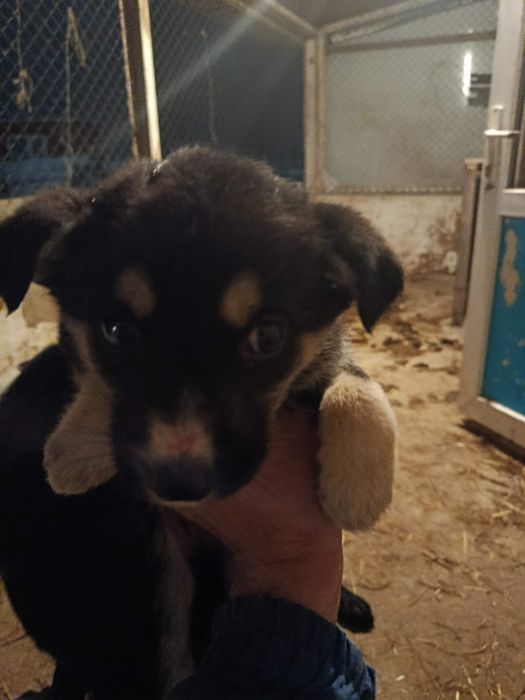 Щенки немецкой овчарки