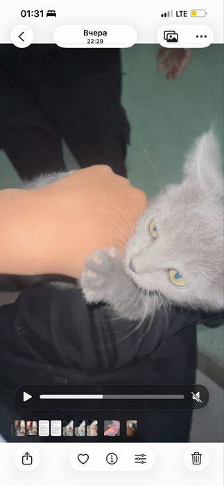Котенок(девочка)