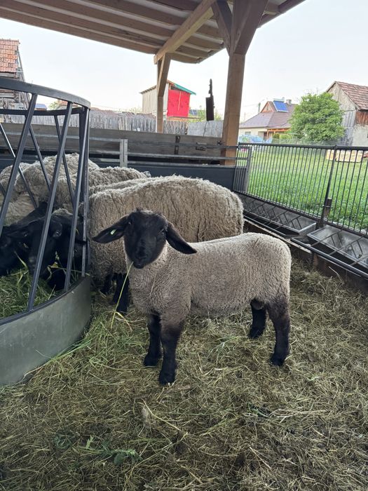 Berbecuti suffolk